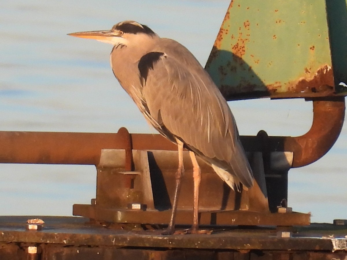 Graureiher - ML614029252