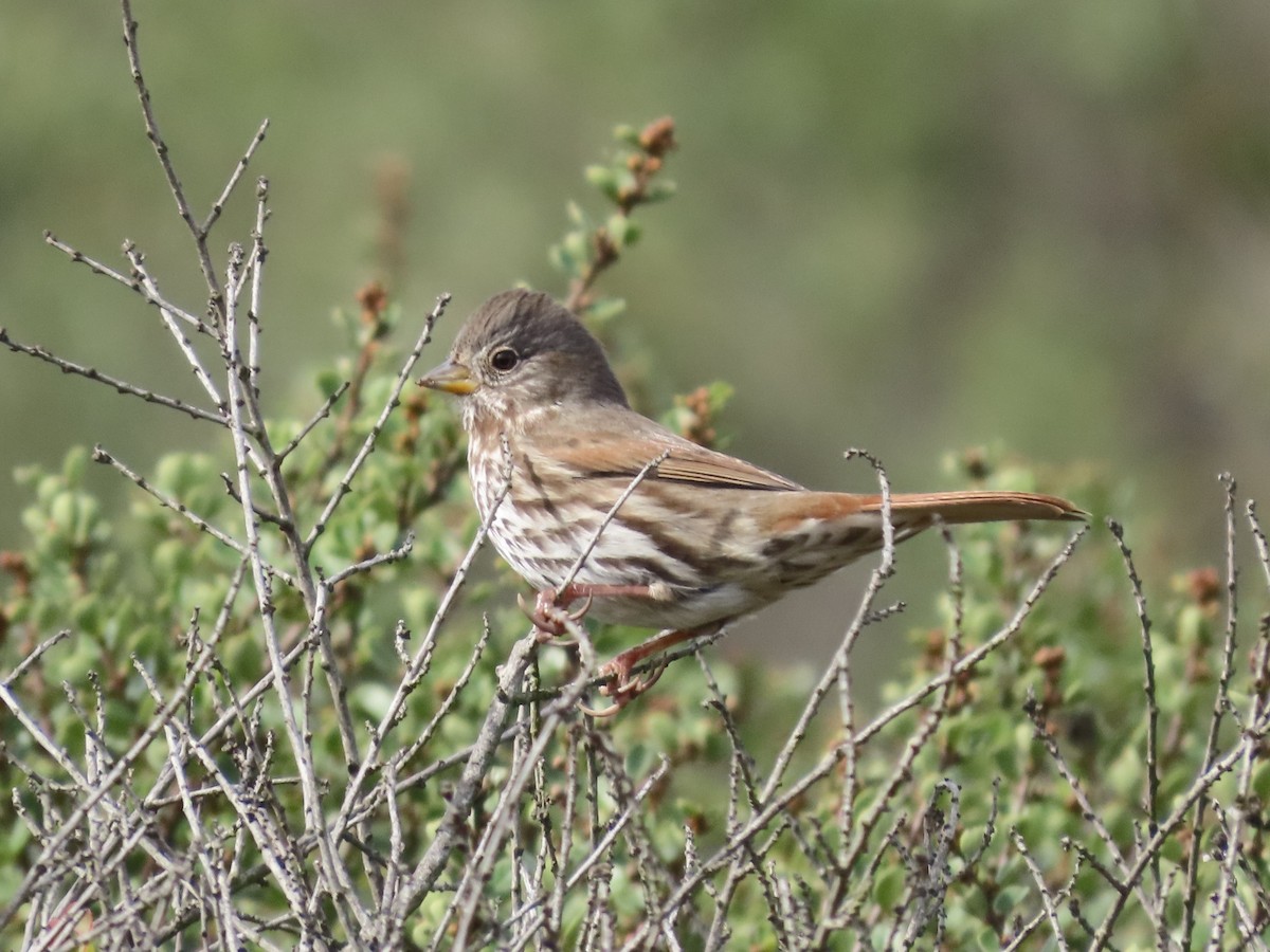 Fox Sparrow - Steven Lima