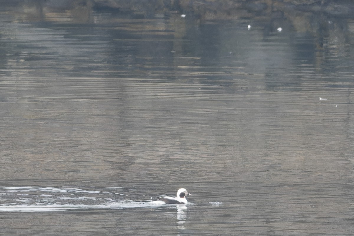 Long-tailed Duck - ML614029294