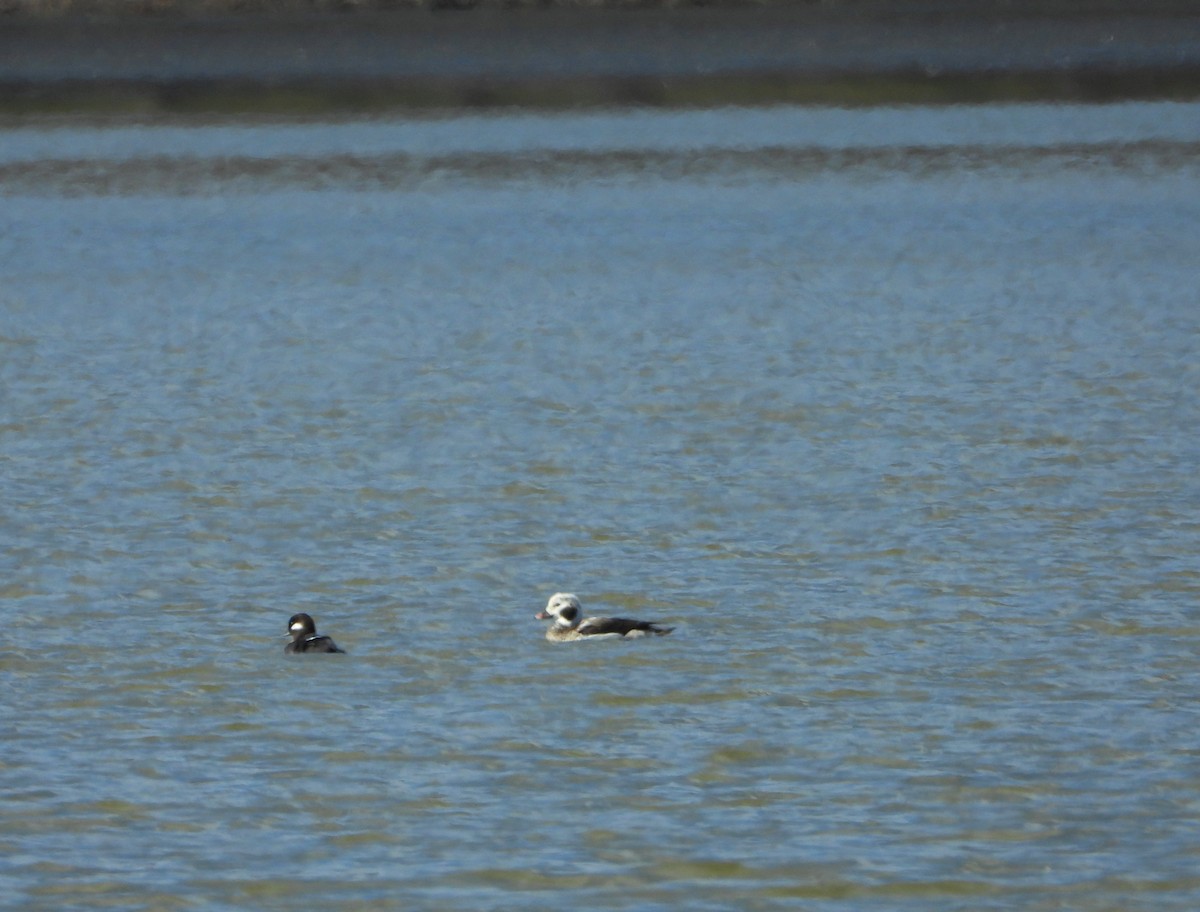 Long-tailed Duck - ML614029296