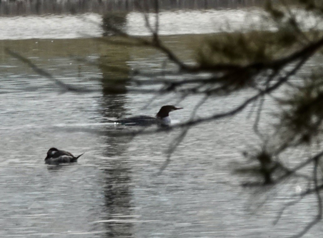 Common Merganser (North American) - ML614029359