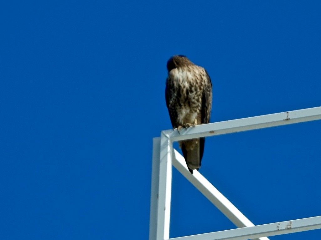 dřemlík tundrový (ssp. columbarius) - ML614029394