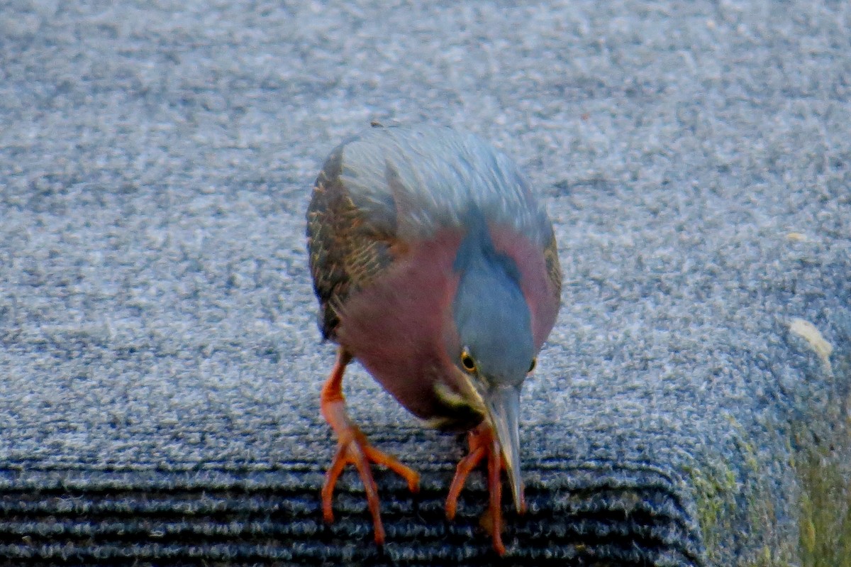 Green Heron - ML614029409