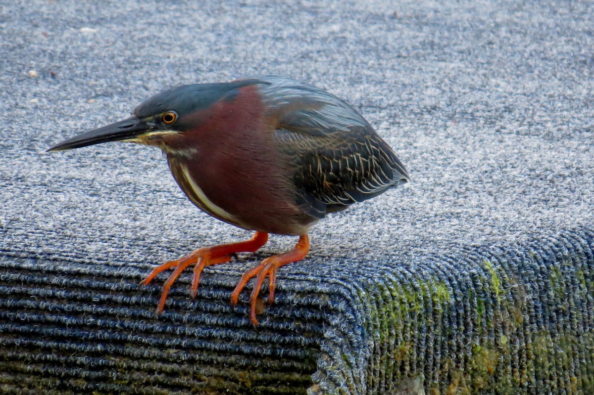 Green Heron - ML614029410