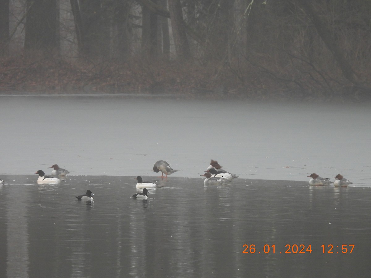 Common Merganser - Jennifer Percival