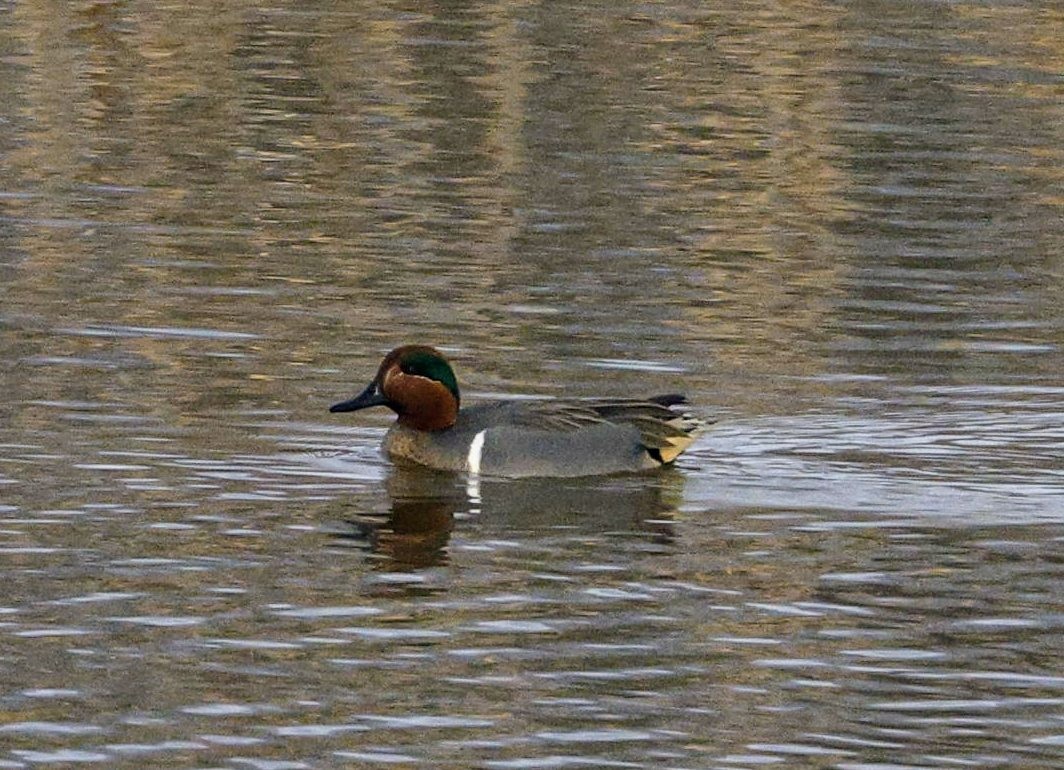 Green-winged Teal - ML614029481
