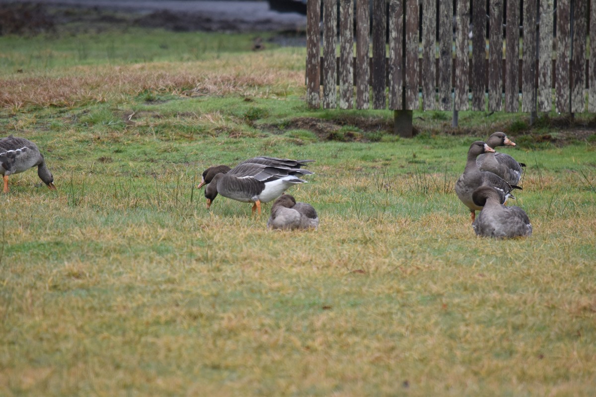 Greater White-fronted Goose - ML614029509