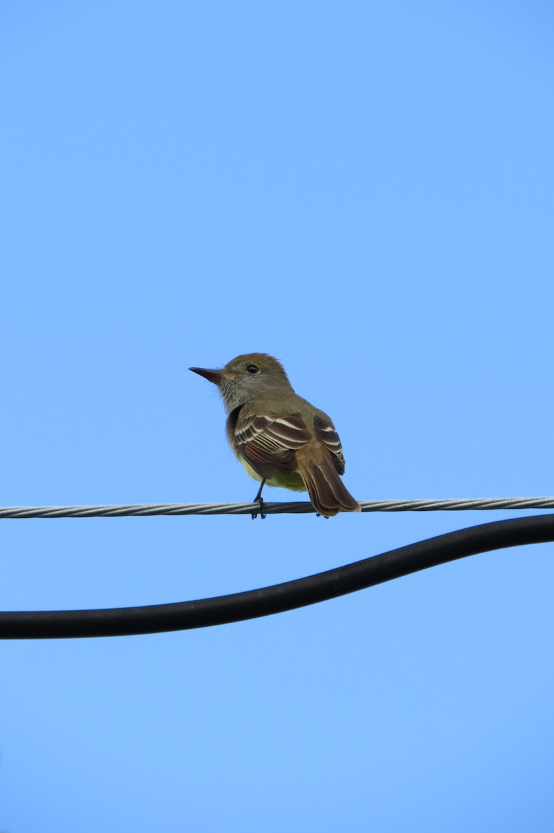 Great Crested Flycatcher - Eric Haskell