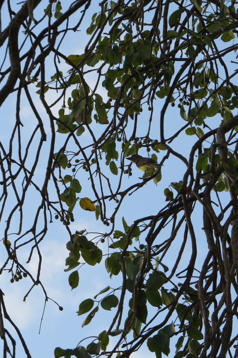 Great Crested Flycatcher - ML614029521