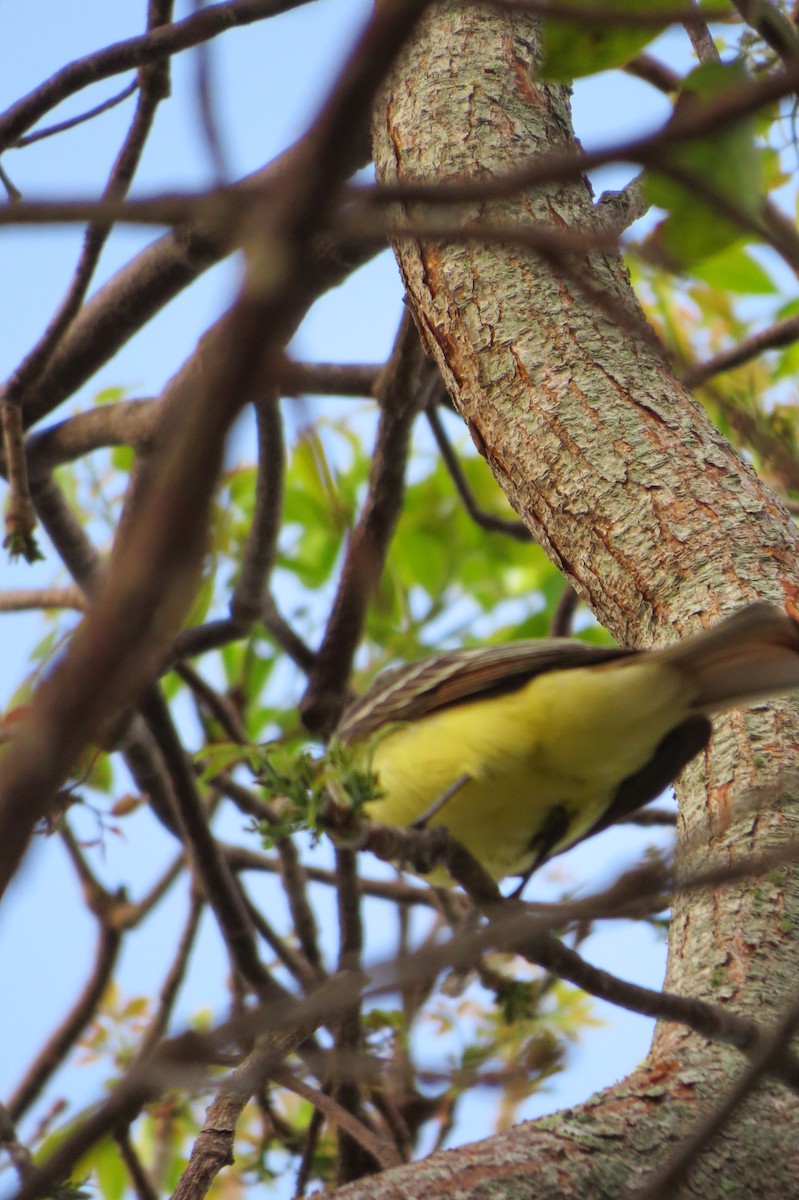 Great Crested Flycatcher - ML614029522