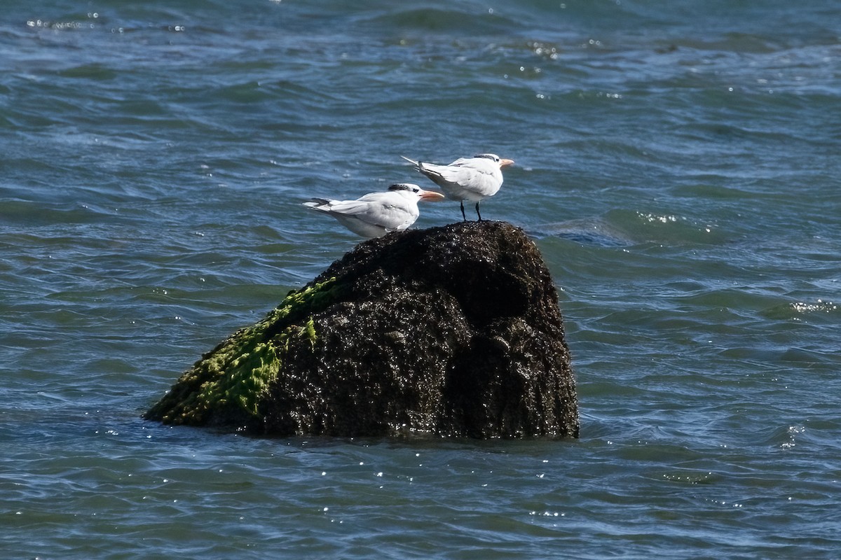 Royal Tern - ML614029548