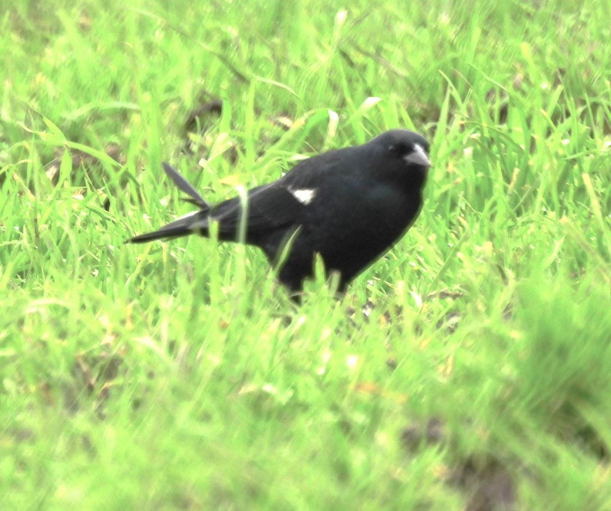 Tricolored Blackbird - ML614029588