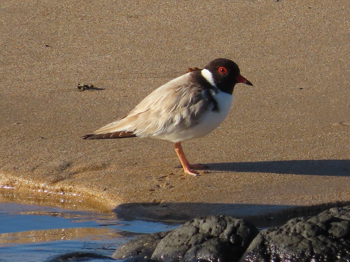 Hooded Plover - ML614029605