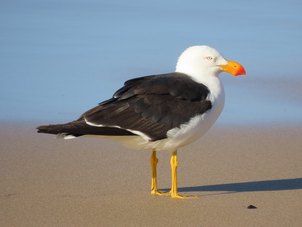 Pacific Gull - Alistair Campbell