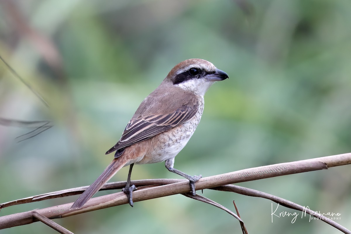 Brown Shrike - ML614029660