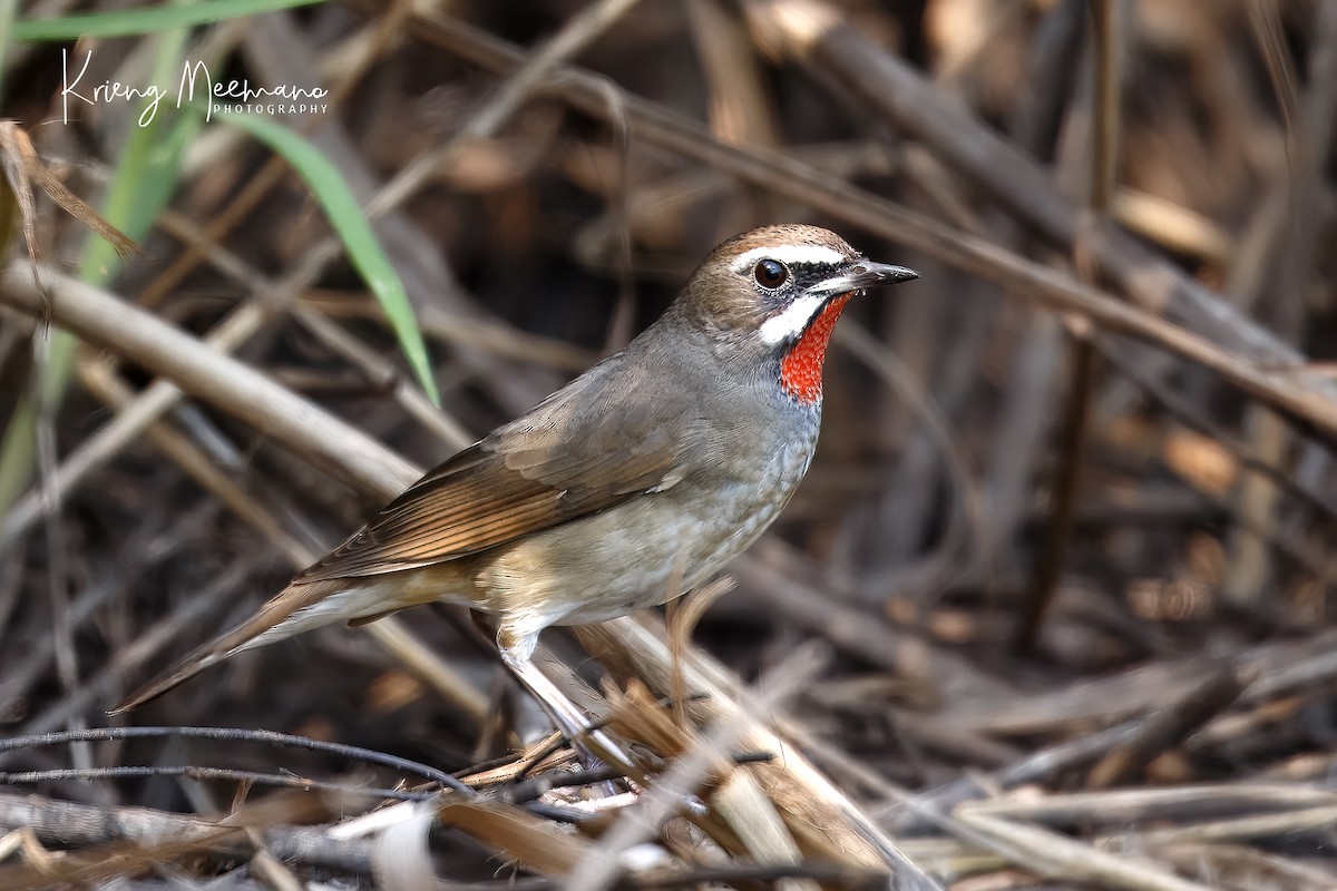 Siberian Rubythroat - ML614029670