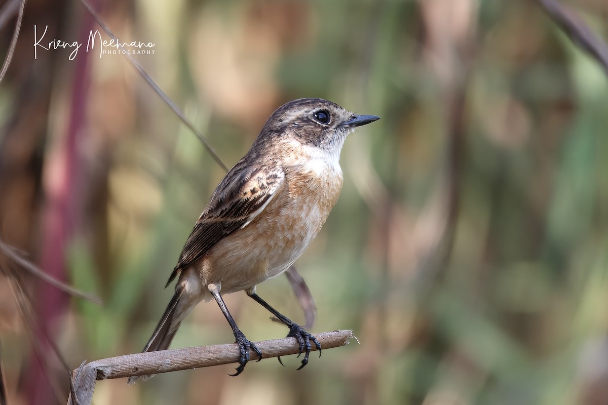 Amur Stonechat - ML614029673