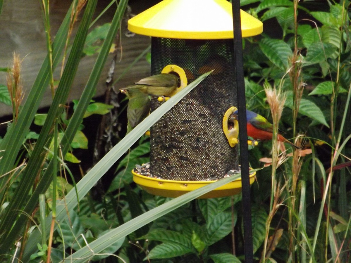 Painted Bunting - ML614029676