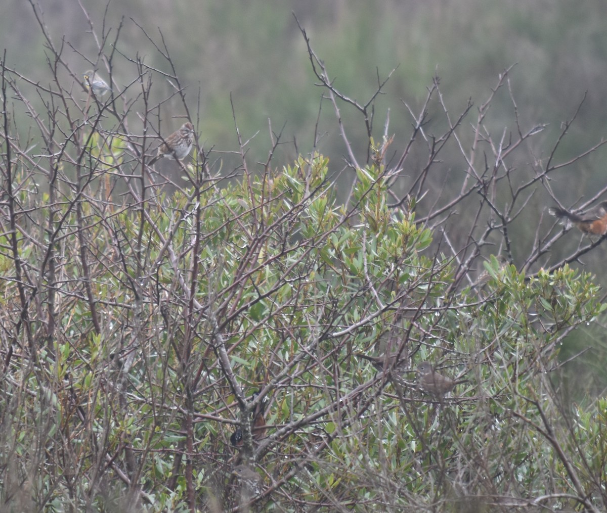 Song Sparrow - ML614029727