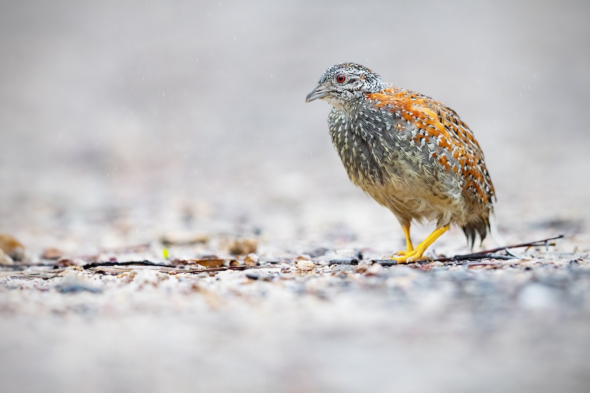 Painted Buttonquail - ML614029744