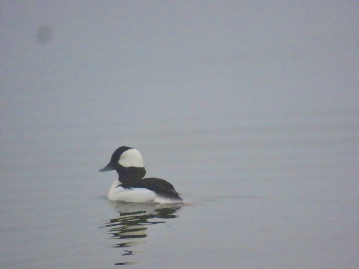 Bufflehead - ML614029777