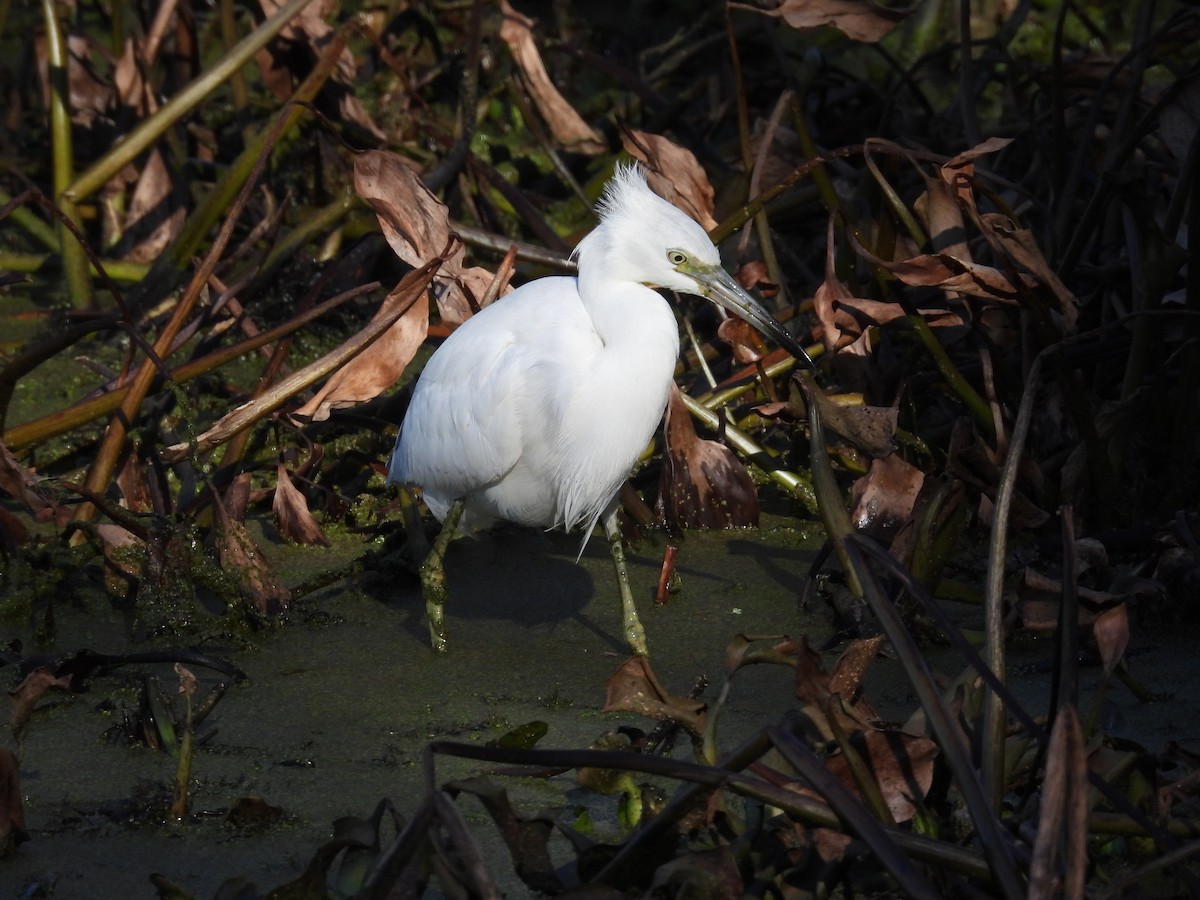 Aigrette bleue - ML614029787