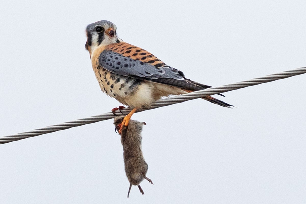 American Kestrel - ML614029790