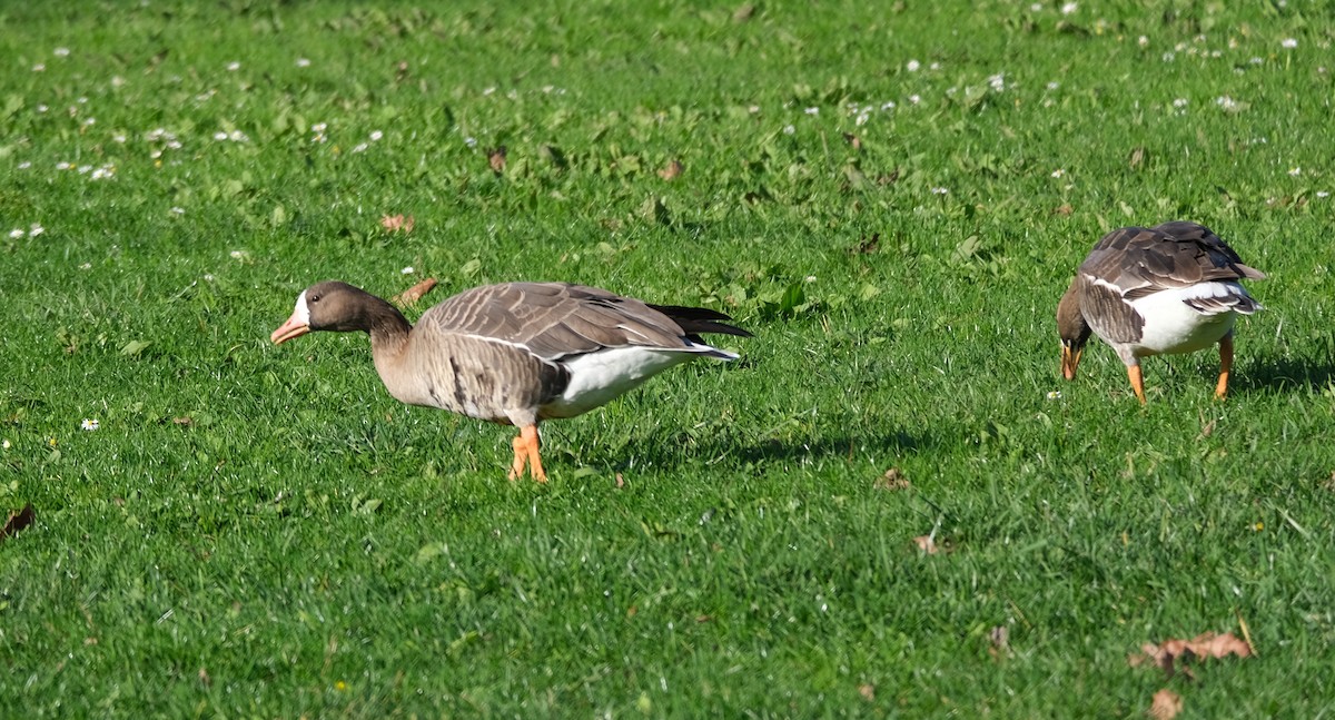 Greater White-fronted Goose - ML614029816