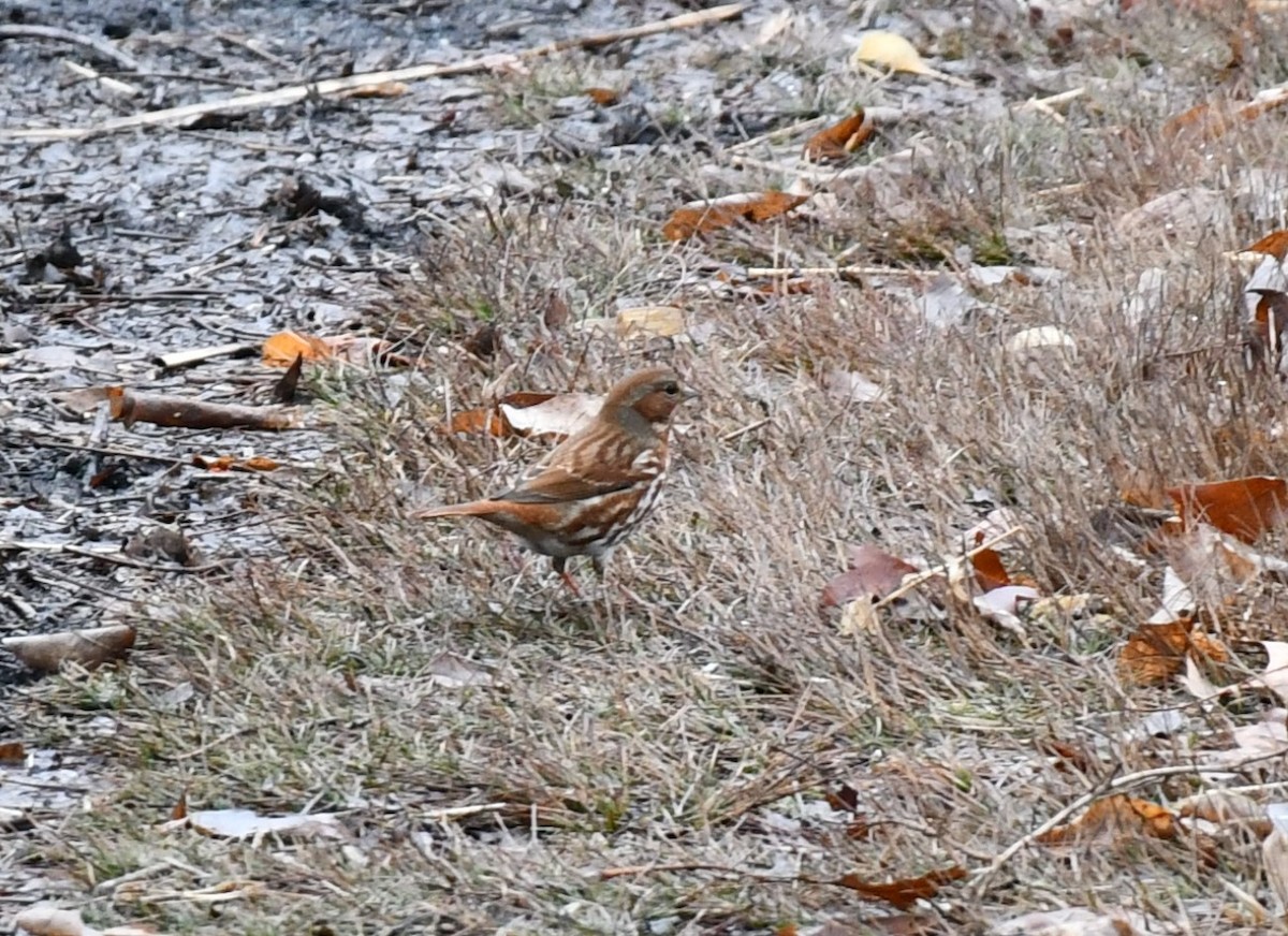 Fox Sparrow - ML614029834