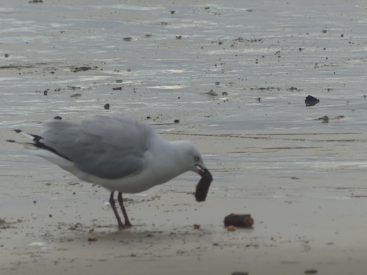 Silver Gull - ML614029886