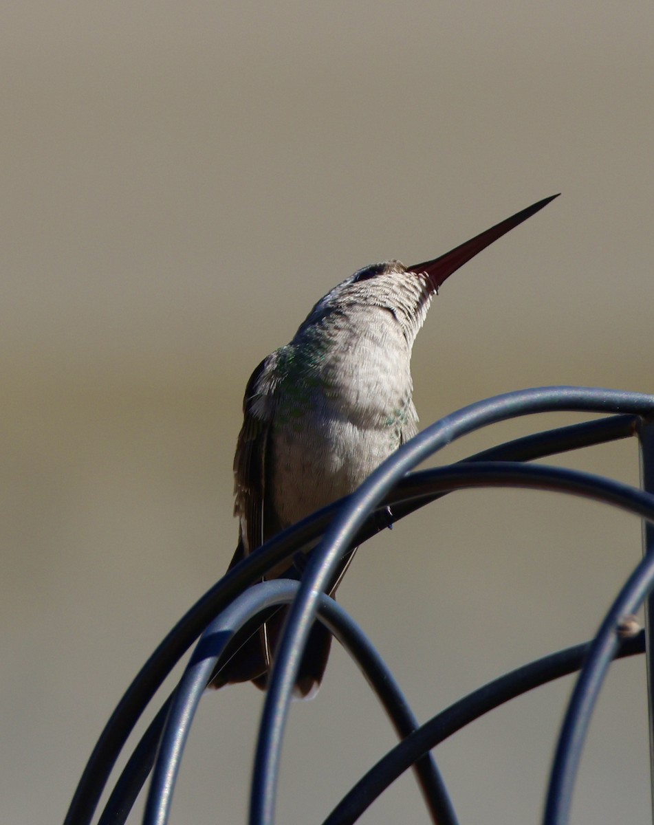 Broad-billed Hummingbird - ML614029945