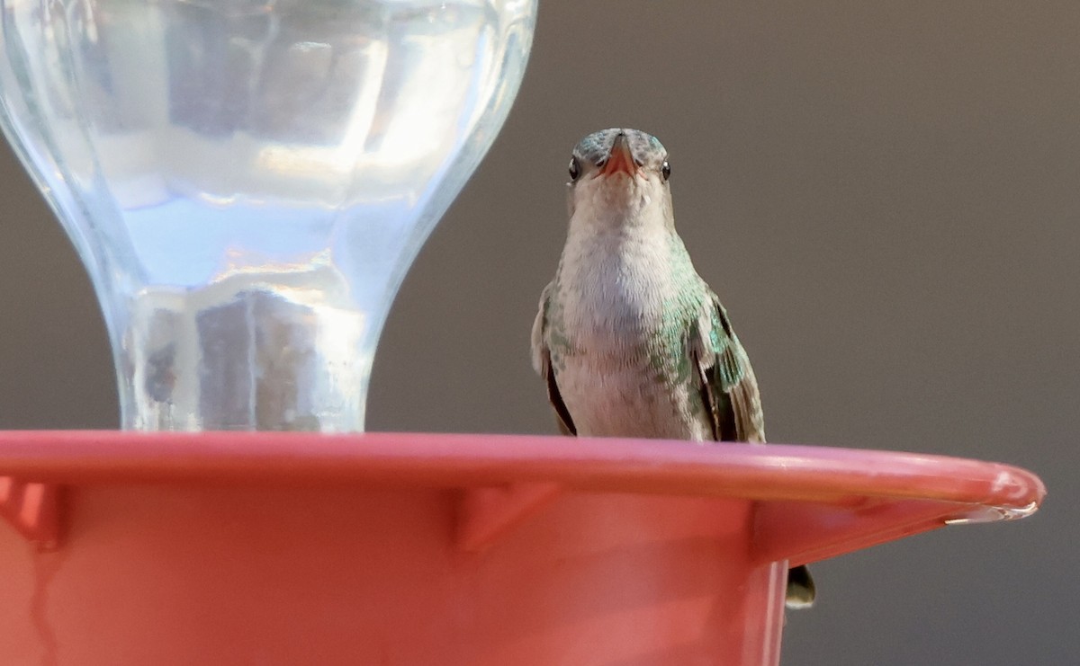 Broad-billed Hummingbird - ML614029946