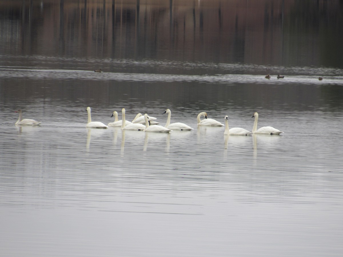 Cygne trompette - ML614029972