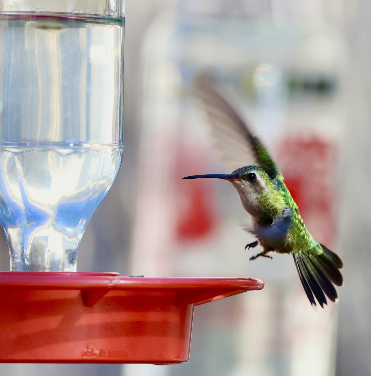 Broad-billed Hummingbird - ML614029982