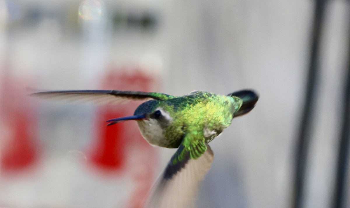 Broad-billed Hummingbird - ML614029983