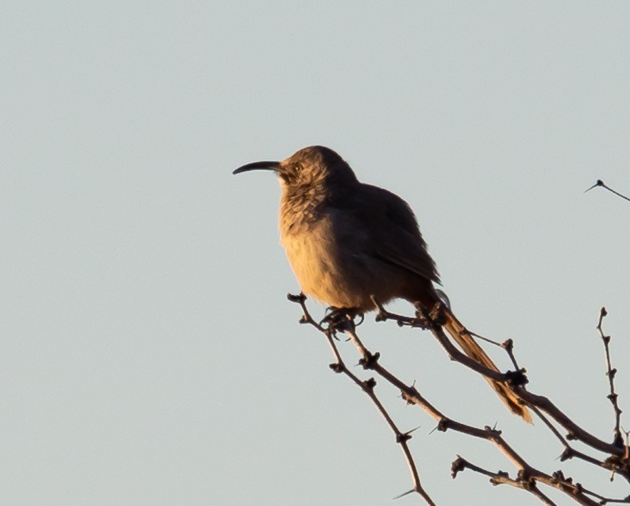 mesquitespottefugl - ML614030012