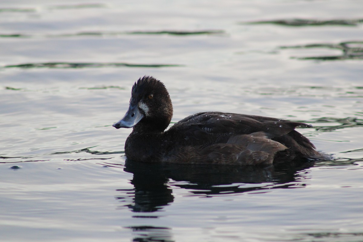 Lesser Scaup - ML614030047