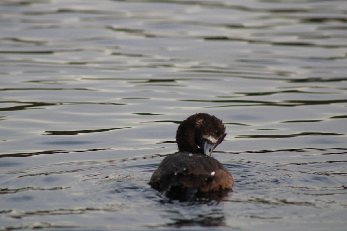 Lesser Scaup - ML614030060