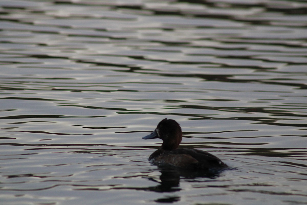 Lesser Scaup - ML614030062