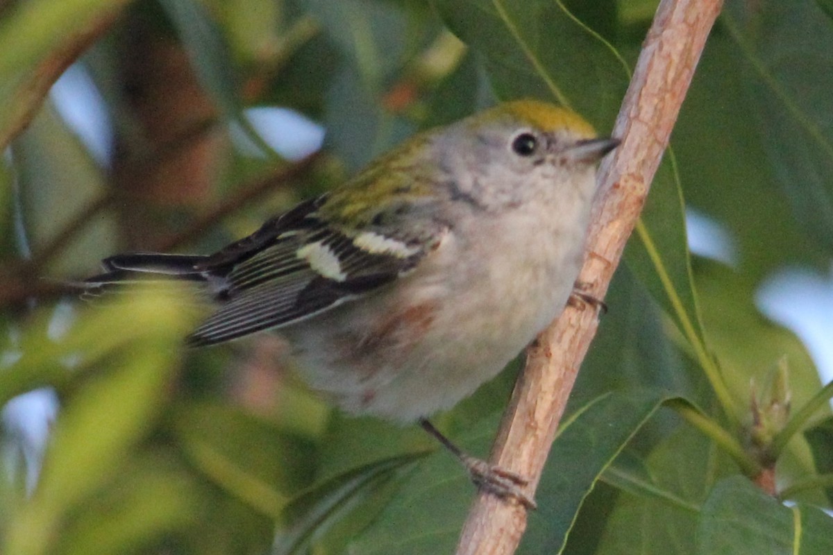Chestnut-sided Warbler - ML614030109