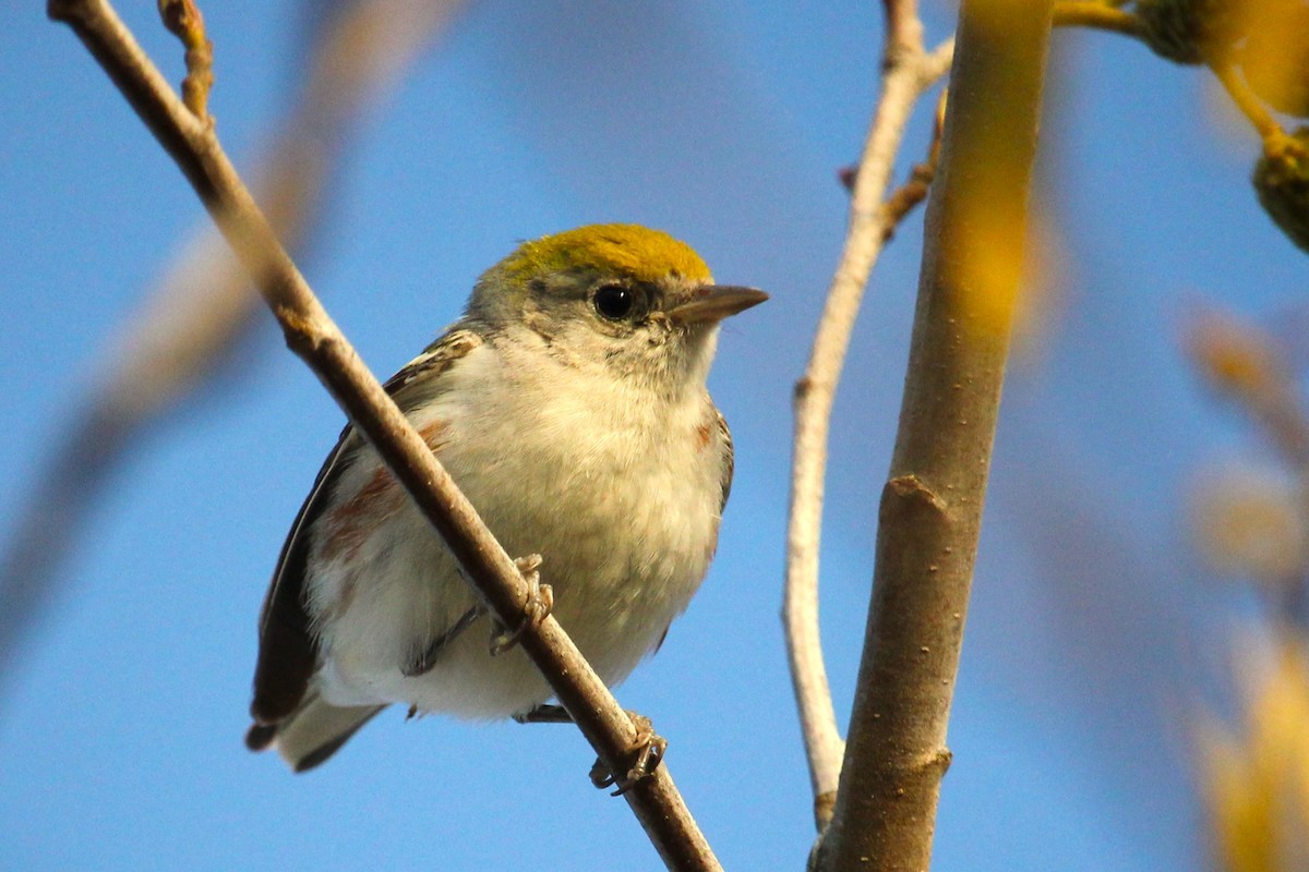 Chestnut-sided Warbler - Aashay Mody