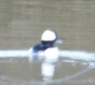 Bufflehead - ML614030127