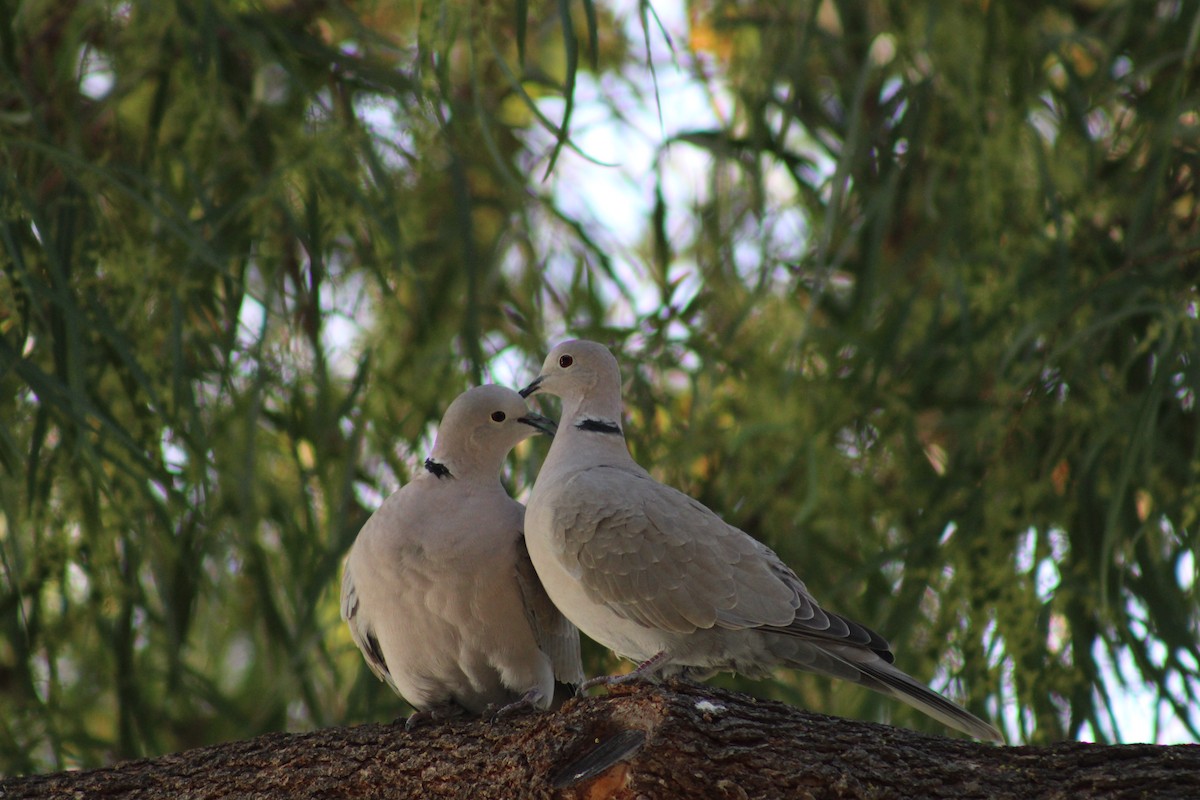 Eurasian Collared-Dove - ML614030140