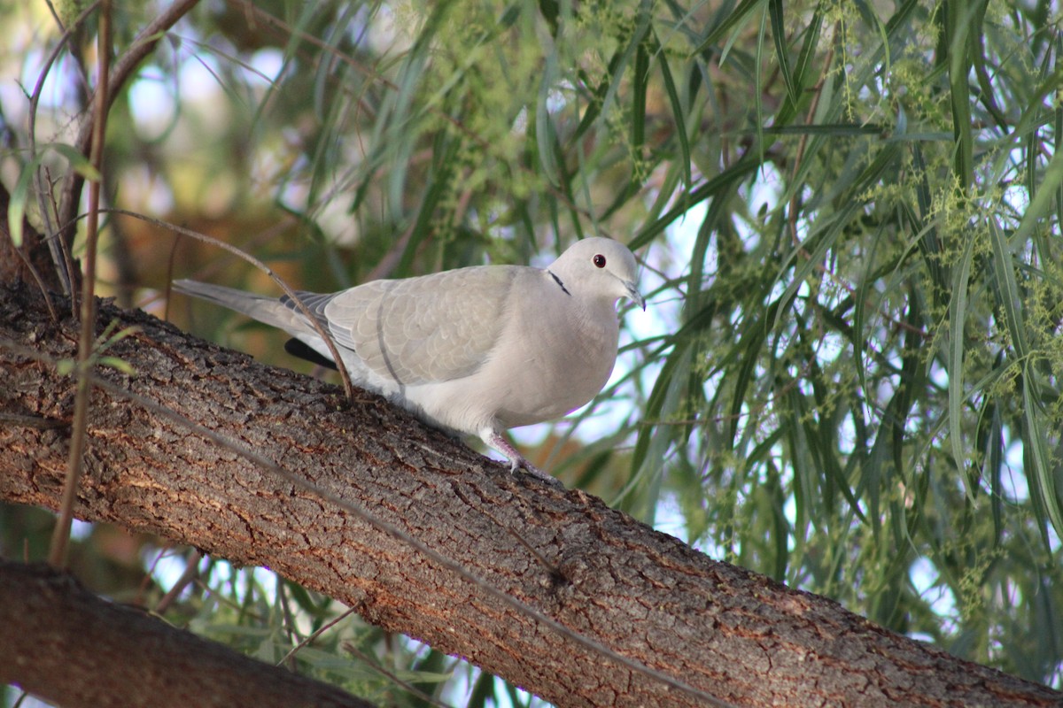 Eurasian Collared-Dove - ML614030142