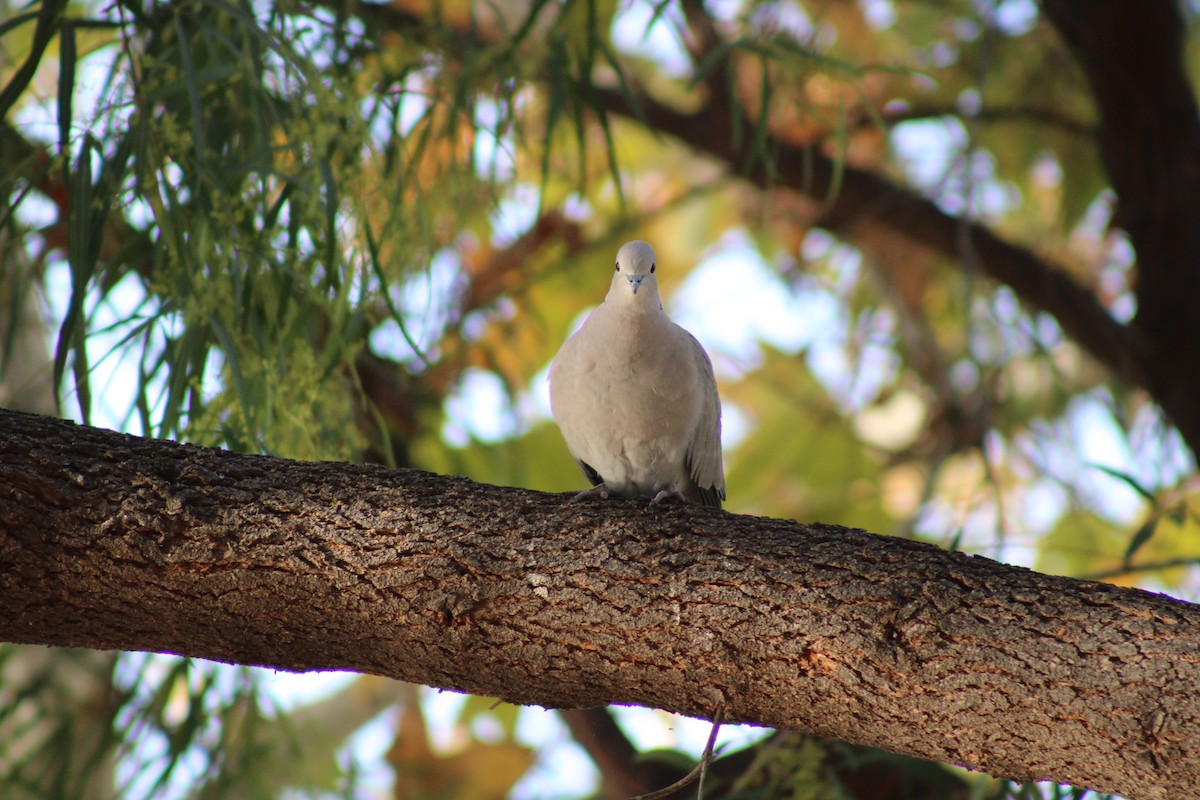 Eurasian Collared-Dove - ML614030147