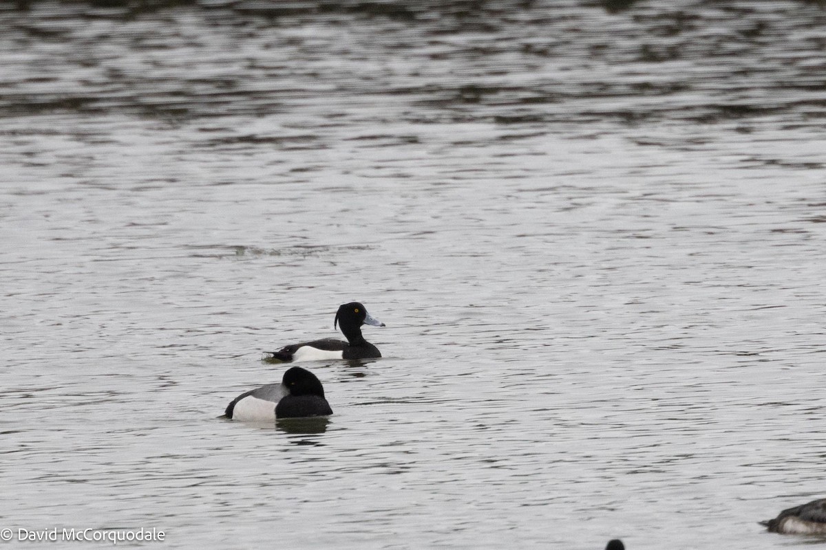 Tufted Duck - ML614030279