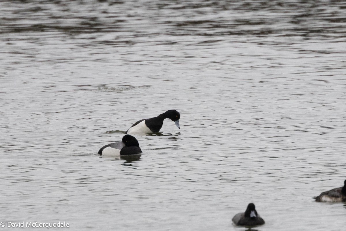 Tufted Duck - ML614030280