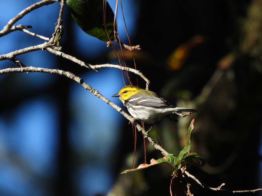 Golden-cheeked Warbler - ML614030300