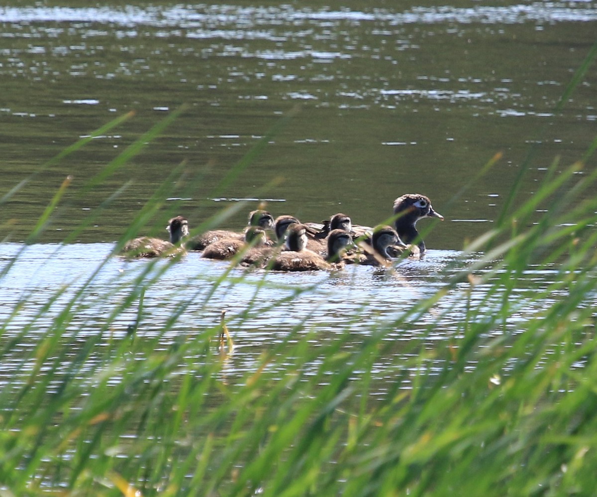 Canard branchu - ML614030327