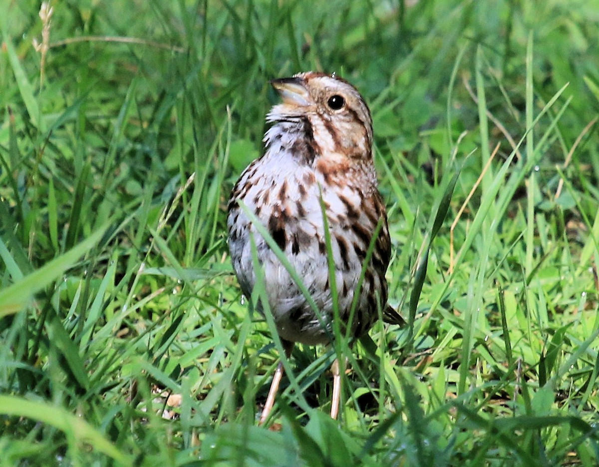 Song Sparrow - ML614030352